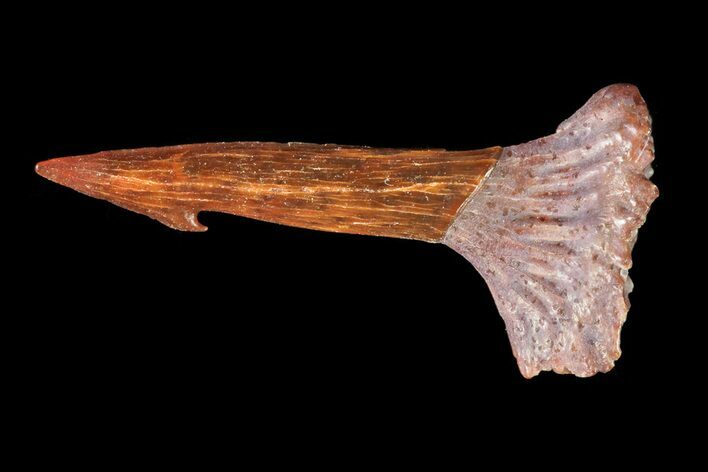 Cretaceous Giant Sawfish (Onchopristis) Rostral Barb #72676